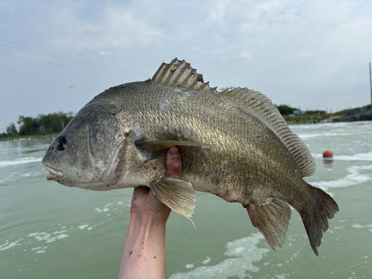 Freshwater Drum