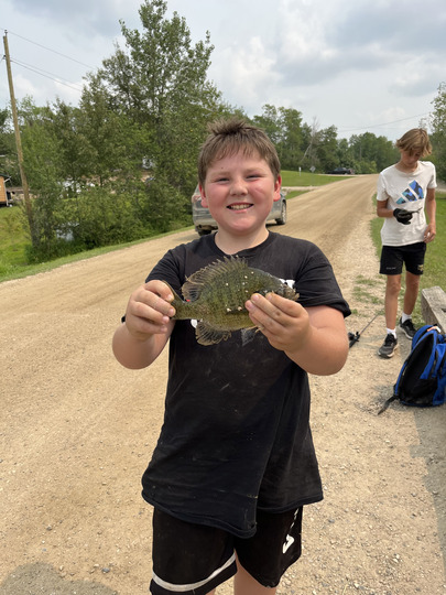 Sunfish
