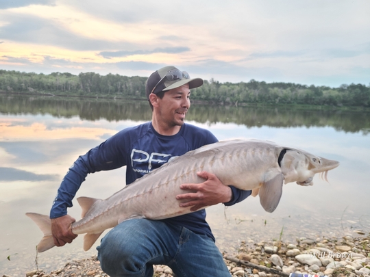 Lake Sturgeon