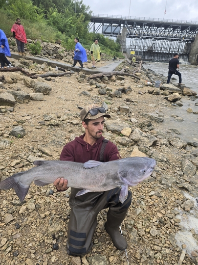 Channel Catfish