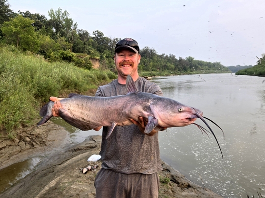 Channel Catfish