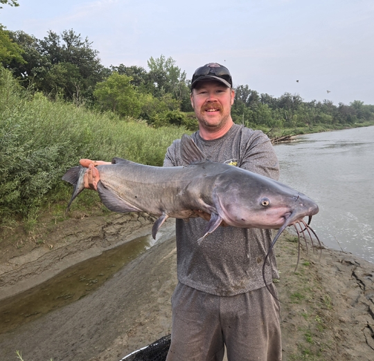 Channel Catfish