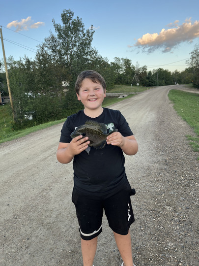Sunfish
