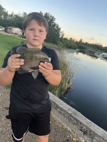 Sunfish