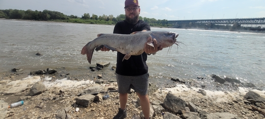 Channel Catfish