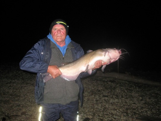 Channel Catfish