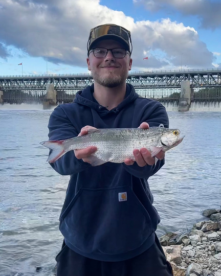 Goldeye