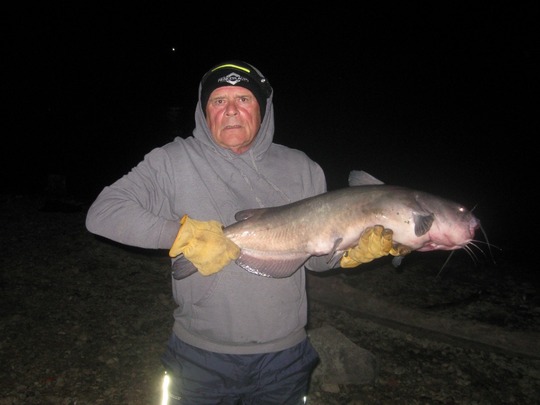 Channel Catfish