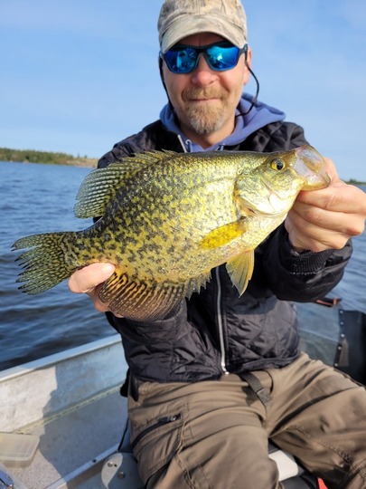 Black Crappie