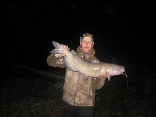 Channel Catfish