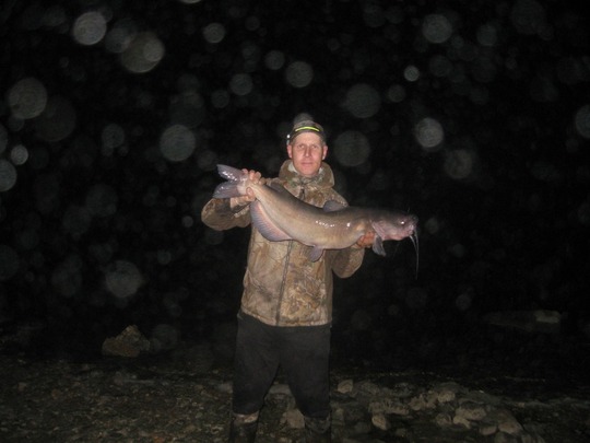 Channel Catfish