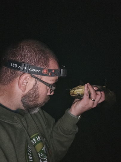 Bullhead