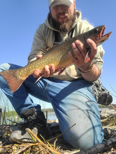 Brook Trout