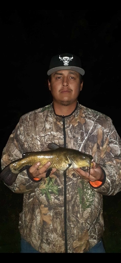 Bullhead