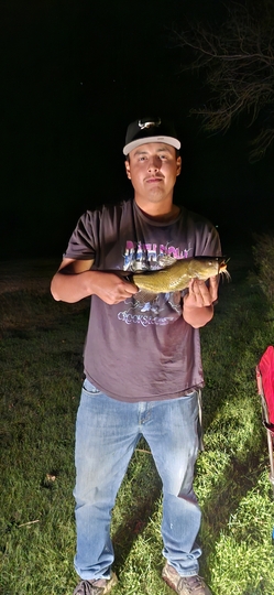 Bullhead