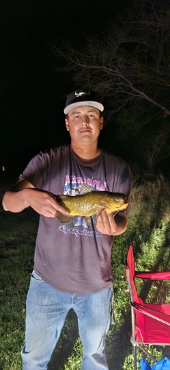 Bullhead