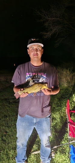 Bullhead