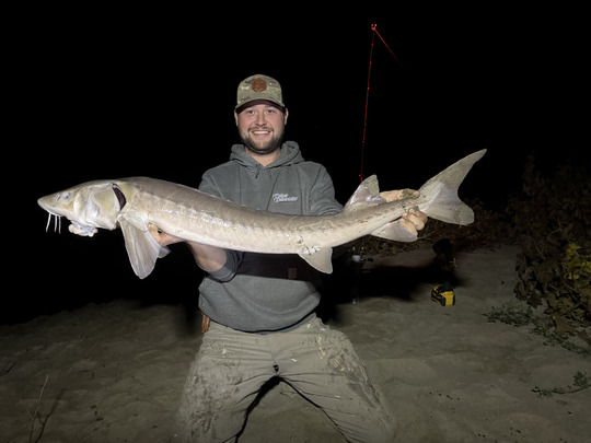 Lake Sturgeon