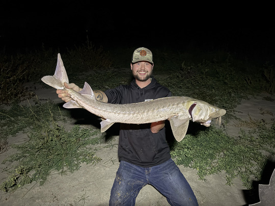 Lake Sturgeon