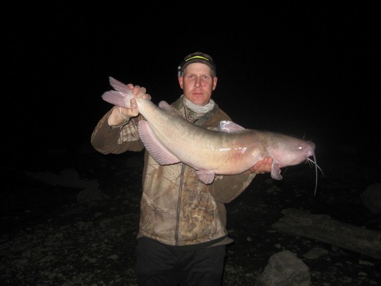 Channel Catfish