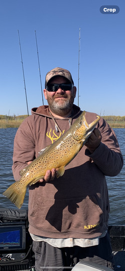 Brown Trout