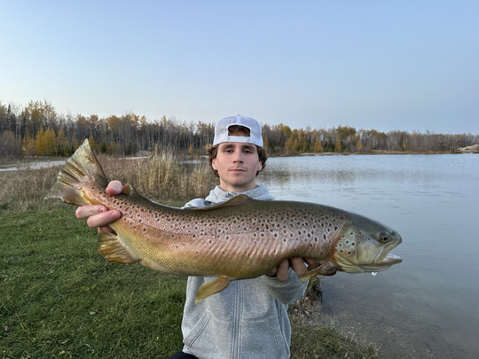 Brown Trout