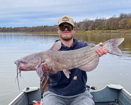 Channel Catfish