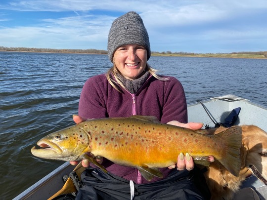 Brown Trout