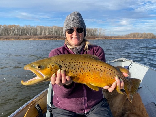 Brown Trout