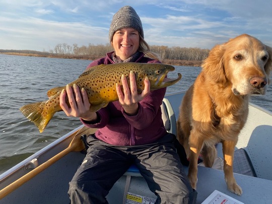 Brown Trout