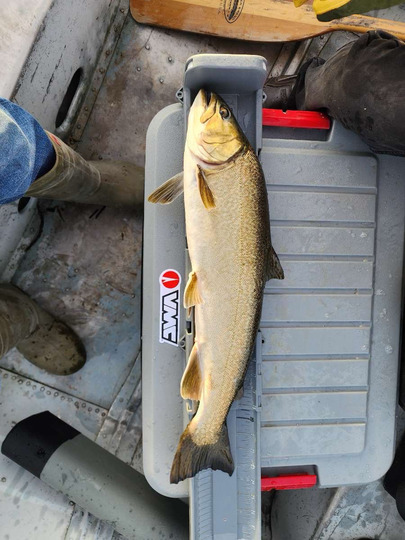 Tiger Trout