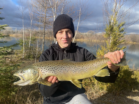 Brown Trout