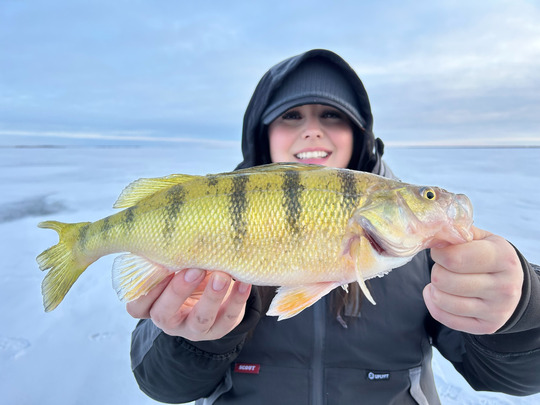 Yellow Perch