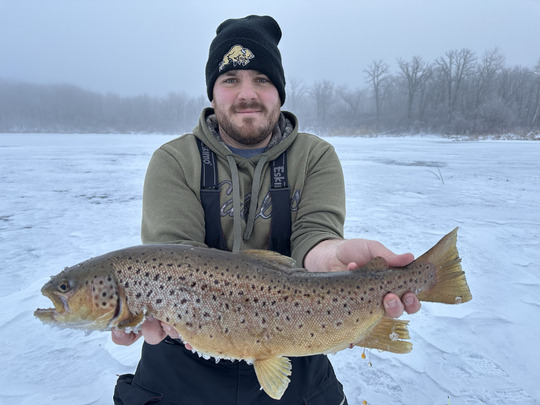 Brown Trout