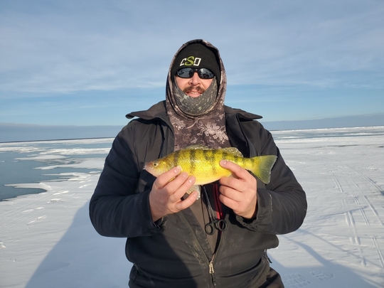 Yellow Perch