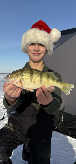 Yellow Perch