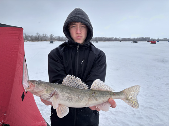 Sauger