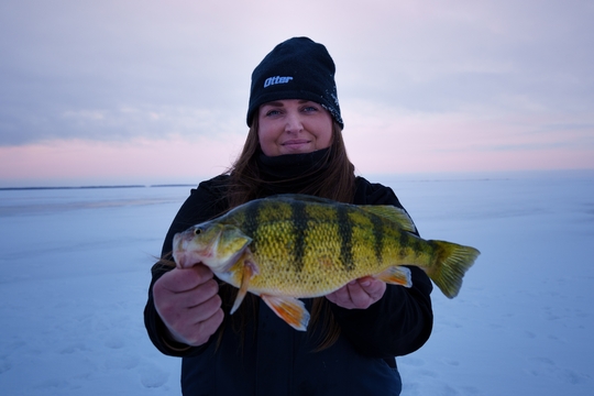 Yellow Perch