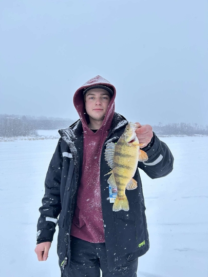 Yellow Perch