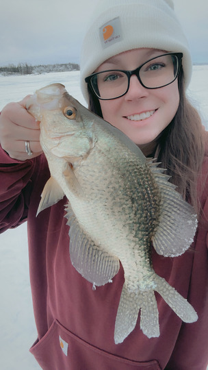 Black Crappie