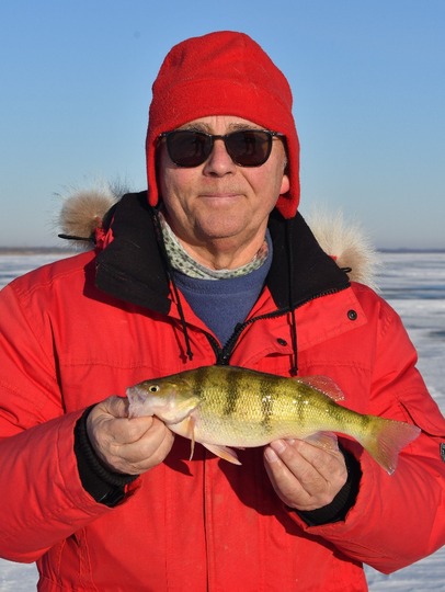 Yellow Perch