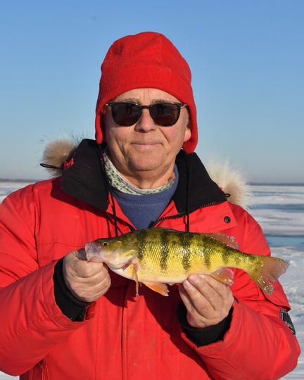 Yellow Perch