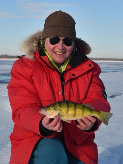 Yellow Perch