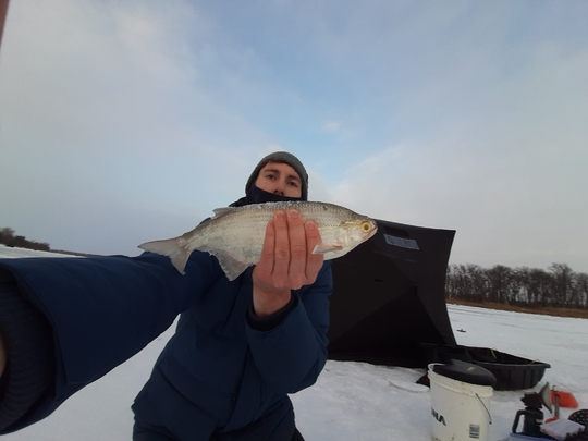 Goldeye