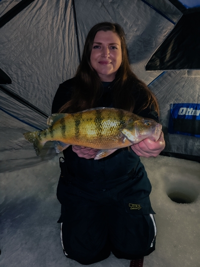 Yellow Perch