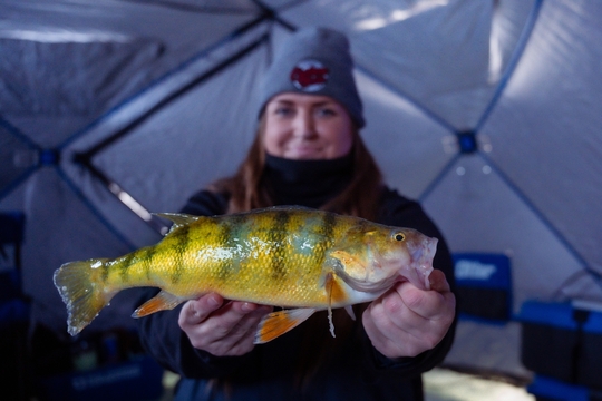 Yellow Perch