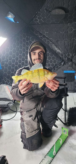 Yellow Perch