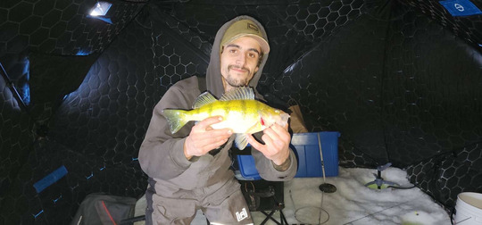 Yellow Perch
