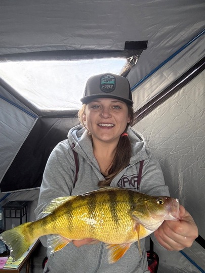 Yellow Perch
