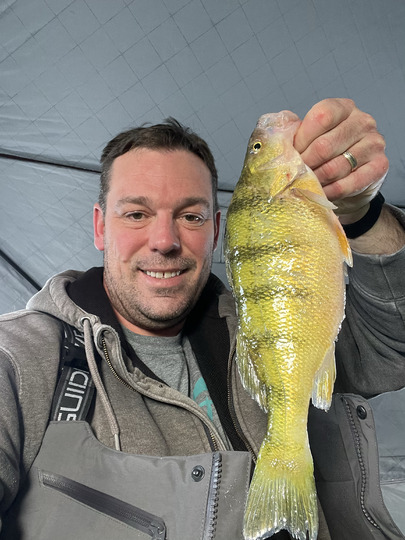 Yellow Perch